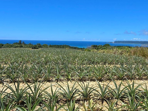 甘さ際立つ！沖縄県産『サンドルチェ』🍍　4玉〜6玉　6kg～