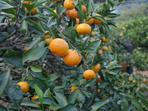 5kg)最高の早生みかん「興津早生みかん』A品：広島県産のみかん