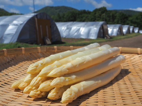 (W4L0.5kg)[有機JASホワイトアスパラガス]カルデラの貴婦人(極太)(北海道)(春芽)