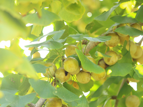 ちょうど良いMサイズ　もっちり大粒銀杏”久寿✨”　700g