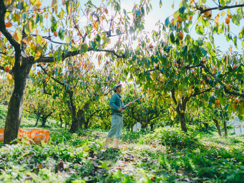 プレミアム干柿SHUKU「西条柿」15玉