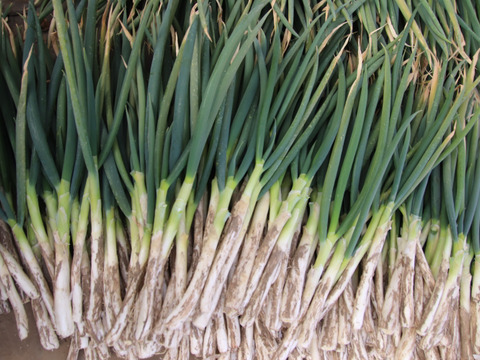 土付きネギ（西田改）　2kｇ（25-1）本来分けつするネギですがほとんど１本ネギです