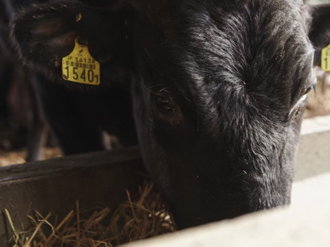 本格博多もつ鍋をご自宅で！【下処理不要＆スープ付】豊作和牛モツ鍋セット 計600g（冷凍）豊作和牛