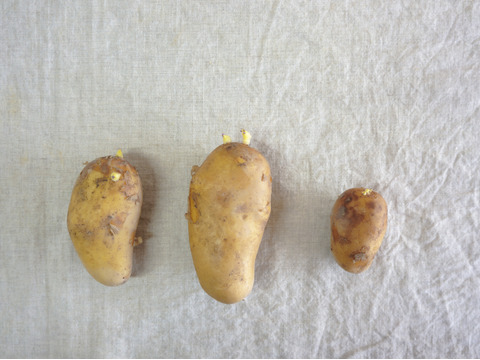 【訳あり】有機ジャガイモ　フードロス対応　10kg