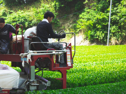 ナチュラルな美味しさ＊50g×2袋/農薬・化学肥料不使用＊茶農家の深蒸し茶