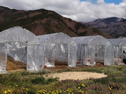 【峯村農園直送】朝採れ新鮮！春アスパラ、訳ありＢ級品約1.2㎏(M～2Lサイズ）