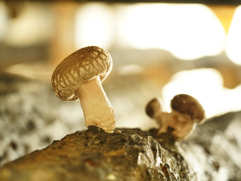 肉厚ジュワっと系「秋田」原木しいたけ（2kg）