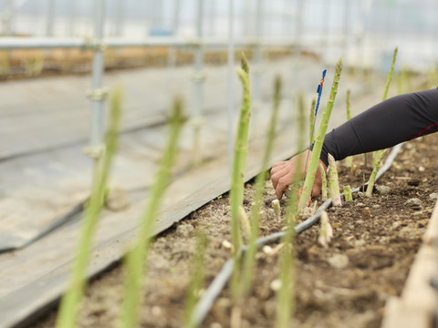 【大容量】🧑‍🌾青空レストラン出演🧑‍🌾『Mr.アスパラ』さぬきのめざめ2L/2㎏