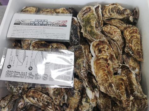 【水産庁補助事業　送料無料】🦪 生食用13ｋｇ 殻付き 牡蠣 牡蛎 殻付き牡蛎 kaki カキ 松島牡蠣屋 BBQに最適！🔥 海産物 オイスター oyster 😋生牡蠣 殻付き牡蠣【冬ギフト】