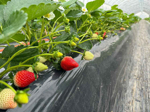 (1P)約280g【いちご・とちあいか】安心新パッケージ★甘さ増量●栃木県産いちご●お届け日指定可