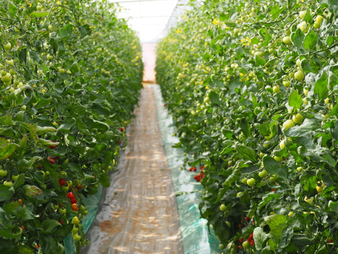 【有機肥料･農薬不使用栽培】トマト缶の代わりに体に嬉しいトマトを♡普段の料理をワンランクUP‼︎‼︎あま〜い華小町の冷凍トマト！2キロ