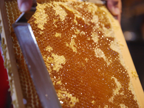 【福袋】群馬県産生はちみつ 30g×5個セット