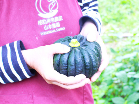 6月末～7月上旬予約 しっとり！桃のそばで美味しい！桃小菊かぼちゃ！5-6個入3900g程度