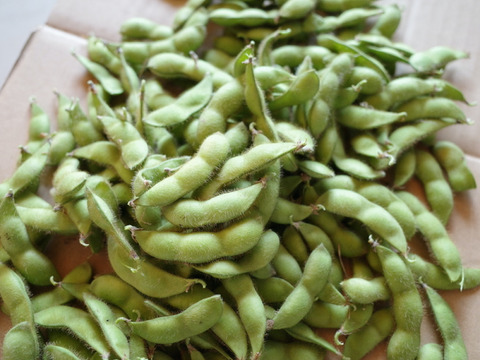 【8月のお届け】◎自然栽培◎山形県鶴岡特産「茶豆えだまめ」6kg