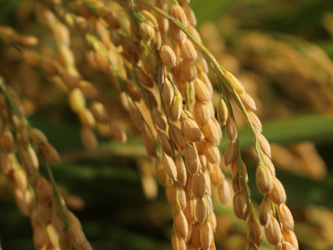 ＊粘りが強くモチモチ柔らか食感　令和5年産特別栽培米さとのつき精米　5kg