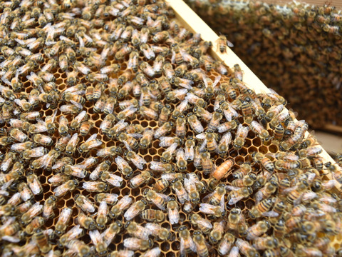 【非加熱・純粋はちみつ】2025年度知多半島産　夏の百花蜜(150g)