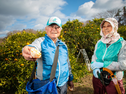 【予約】つぶつぶジューシーな果肉！広島県佐木島のはるみみかん7㎏【農薬・除草剤不使用】