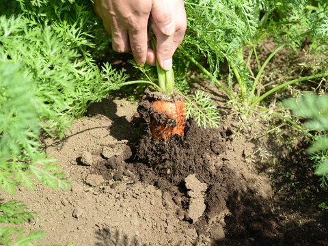 【臭みという言葉を知らない人参】食卓を彩る絶品人参❗️3kg！甘みたっぷり！生でも美味しい！希少価値高い品種！料理しやすいサイズをお届け！食卓に鮮やかなオレンジ色を🧡