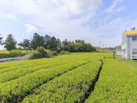 からだに届け、お茶の栄養まるごと。農薬不使用で育てた安心粉末緑茶
