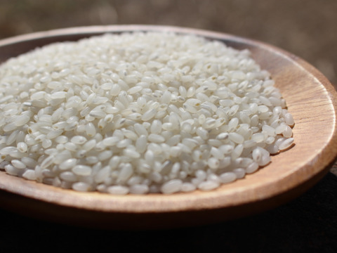 【数量限定】低アミロースでもっちもち*令和６年産特別栽培米さとのつき　白米５kg