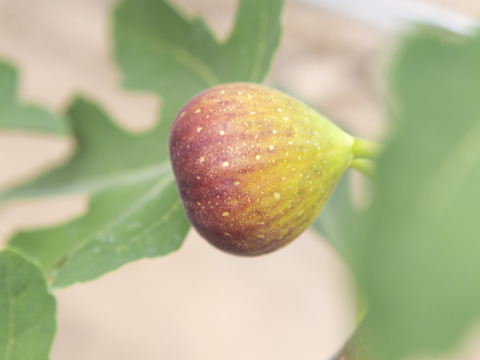 【数量限定】産地直送‼ ブランド無花果 とよみつひめ  12個入り 2セット