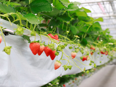 いただきいちご厳選1種　８～１１玉入り約２７０g　【化粧箱でお届けします】