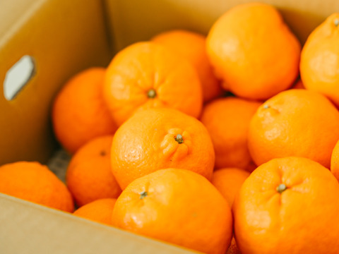 【綺麗なのに訳あり】超うまい！ポンカン　4キロ　2Lサイズ