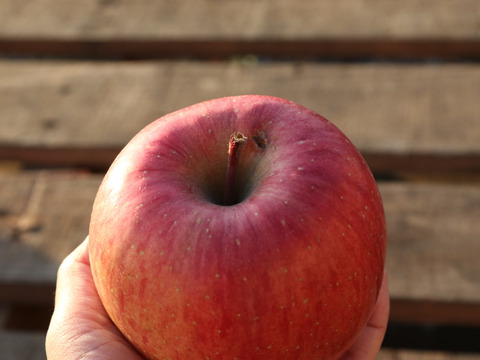 【訳あり品】スマートフレッシュ葉とらずふじ🍎2.5kg（6～12玉）　青森りんご