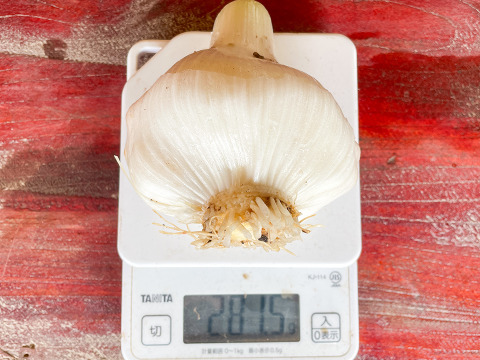 【スタミナ満点！】宮城県産 自然栽培物 ジャンボにんにく約1kg