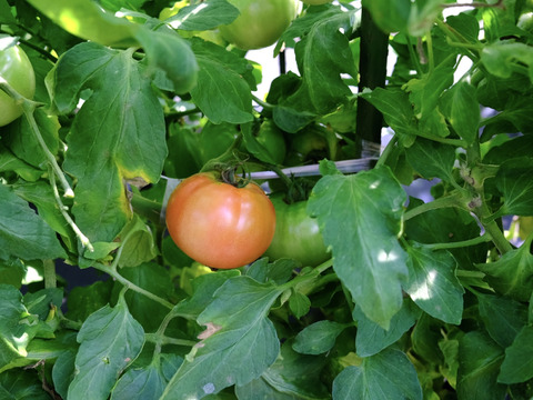 山の恵みがつくる大玉トマトLサイズ20玉セット(4kg前後)