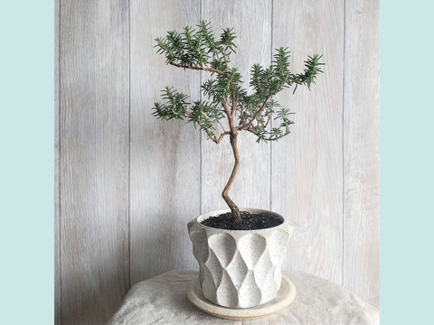 食べられる盆栽 ローズマリー盆栽 サンタバーバラ Ps 山梨県産 食べチョク 農家 漁師の産直ネット通販 旬の食材を生産者直送