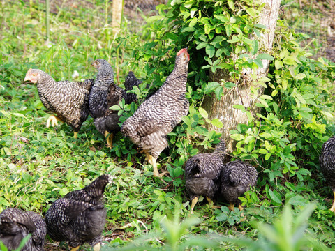 放し飼い鶏の長期育成肉 「俺のすべて」スモークチキンと放牧有精卵の燻製たまご