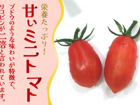 リコピン2倍！高糖度！【シュガープラム】0.7K