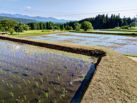 自然栽培米　湧水きらら（玄米）５㎏