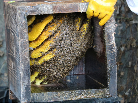 【お得用】(熊本)数量限定 希少 高濃度くりーみー　熊本県産の地蜂蜜(無添加・非加熱 )1kg 日本蜜蜂　はちみつ