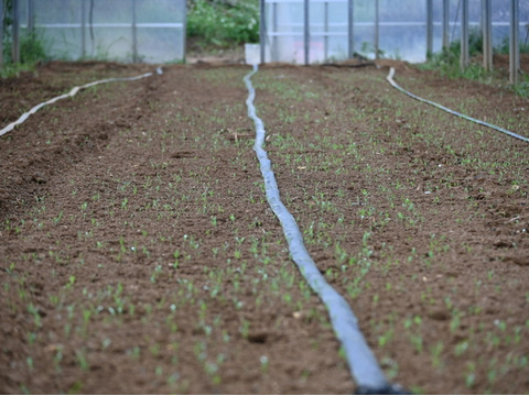 1玉 LLサイズ（1.5kg以上）沖縄産アールスメロン（赤肉）