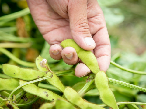 ほっくりコク旨丹波篠山黒枝豆を日時指定便でお届けします♪