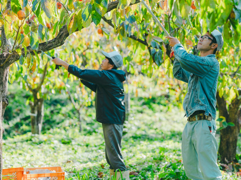 桐箱入 プレミアム干柿 SHUKU８玉