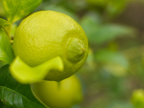 【食べて実感！まろやかな酸味】農薬最小限の鴨川レモン 秀品3kg