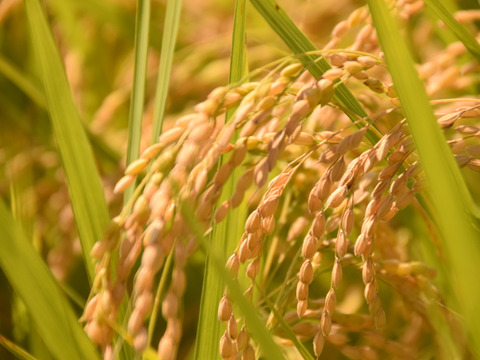 【自然乾燥米】宮城県白石市産ひとめぼれ 玄米　5kg