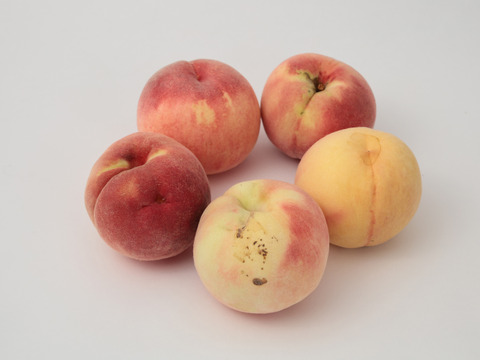 【朝どれ】（訳あり商品）糖度15度以上！　硬い桃　1.5～2.0kg（4-8玉）