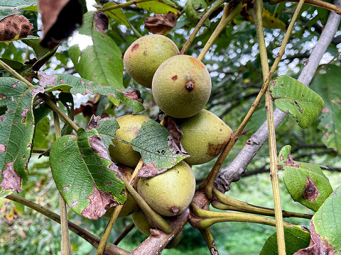 【数量限定】国産くるみ 山グルミ オニグルミ 栽培期間中農薬不使用 150g