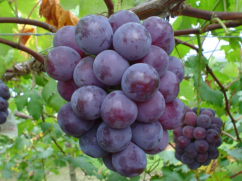 樹上完熟！岡山県備前市産びぜん葡萄【ピオーネ】約1kg（2房前後）