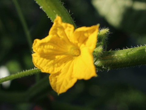 朝採り新鮮：A級品『きゅうり』2㎏（約20本）