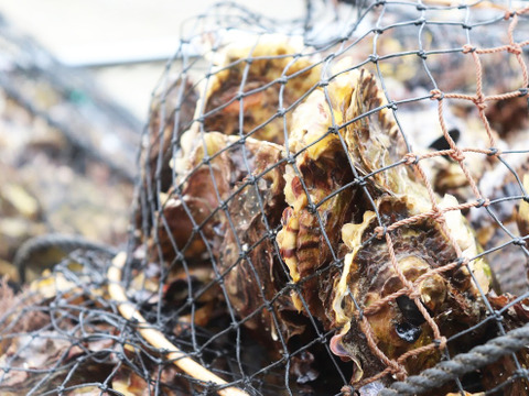 オホーツクサロマ湖産　殻付き牡蠣　厳選３ｋｇ（2年物　加熱用）