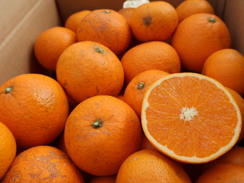 農家直送！きよみオレンジ　小玉訳あり10kg  【平武農園】〜蛍飛ぶ町から旬の便り〜　和歌山｜有田｜田口｜ギフト