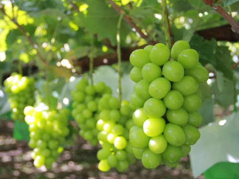 【300円引き】シャインマスカット 家庭用・約1kg／出店記念の特別価格！【朝どれ】