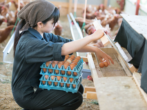 初回限定価格　純国産鶏の平飼い卵24個　非遺伝子組み換え飼料　(紙包装)