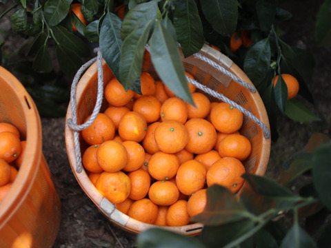 【お得用】はるのみかんカラマンダリン　お得用5キロ×1箱