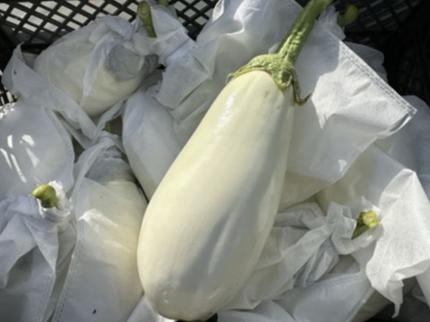 とろける食感！クリーミー白ナス『白雪茄子』300g×10個